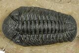 Phacopid (Morocops) Trilobite - Foum Zguid, Morocco #372428-2